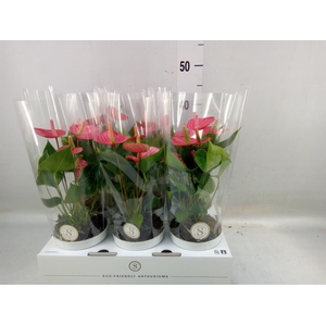 Anthurium andr. 'Livium  Brillante'