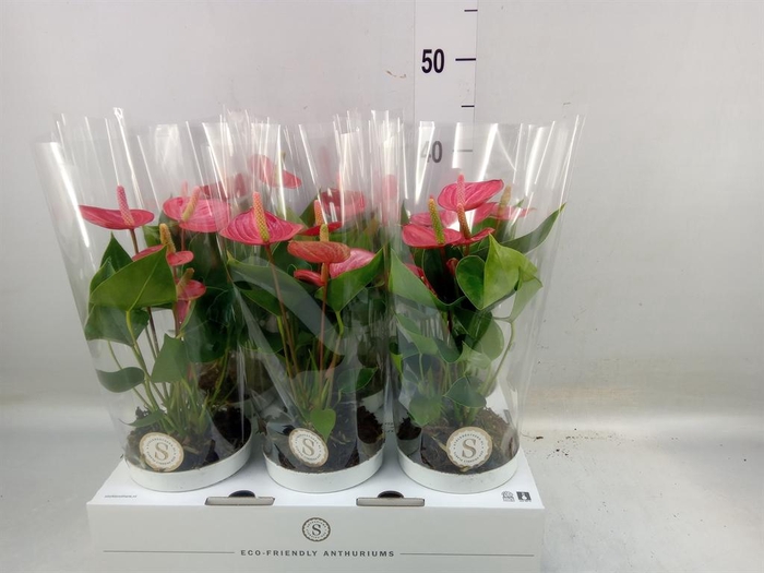 <h4>Anthurium andr. 'Livium  Brillante'</h4>