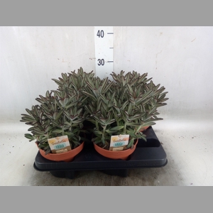 Kalanchoe NF tomentosa