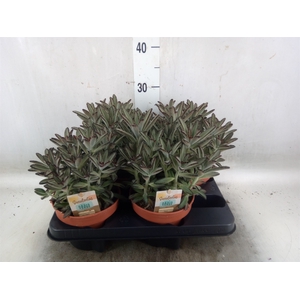 Kalanchoe NF tomentosa