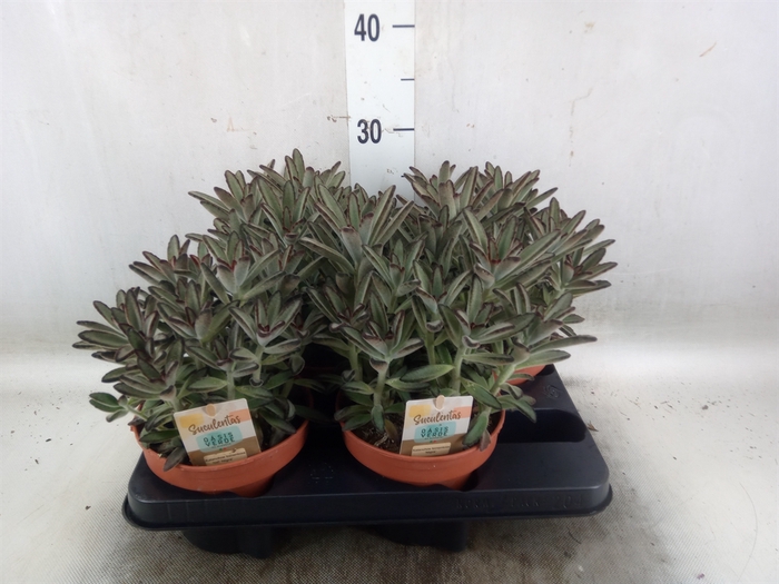 <h4>Kalanchoe NF tomentosa</h4>