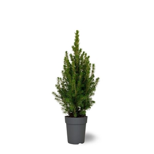 Picea glauca Conica