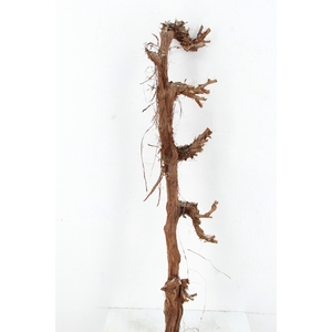GRAPE WOOD NATURAL 80CM