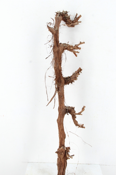 <h4>GRAPE WOOD NATURAL 80CM</h4>