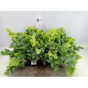 Phlebodium aureum 'Davana'