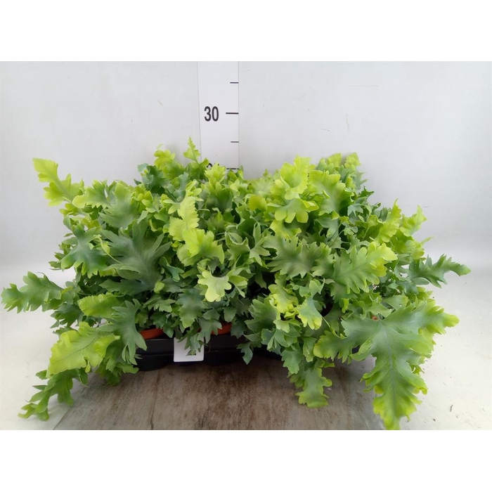 <h4>Phlebodium aureum 'Davana'</h4>