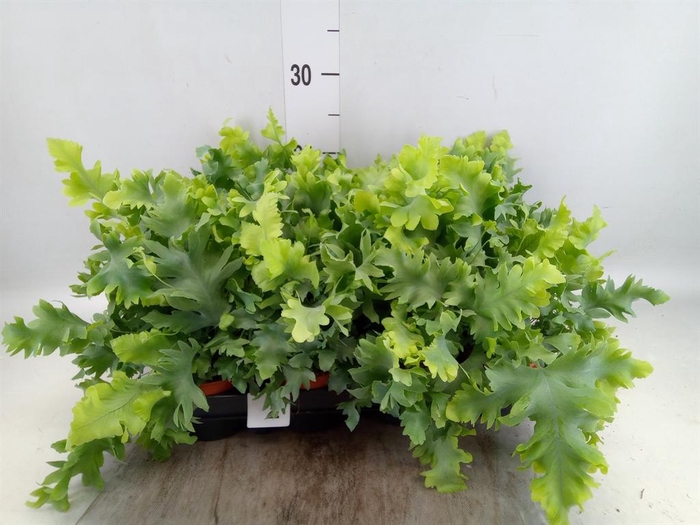 Phlebodium aureum 'Davana'