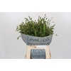 Chasmanthium Green