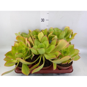 Aeonium   ...