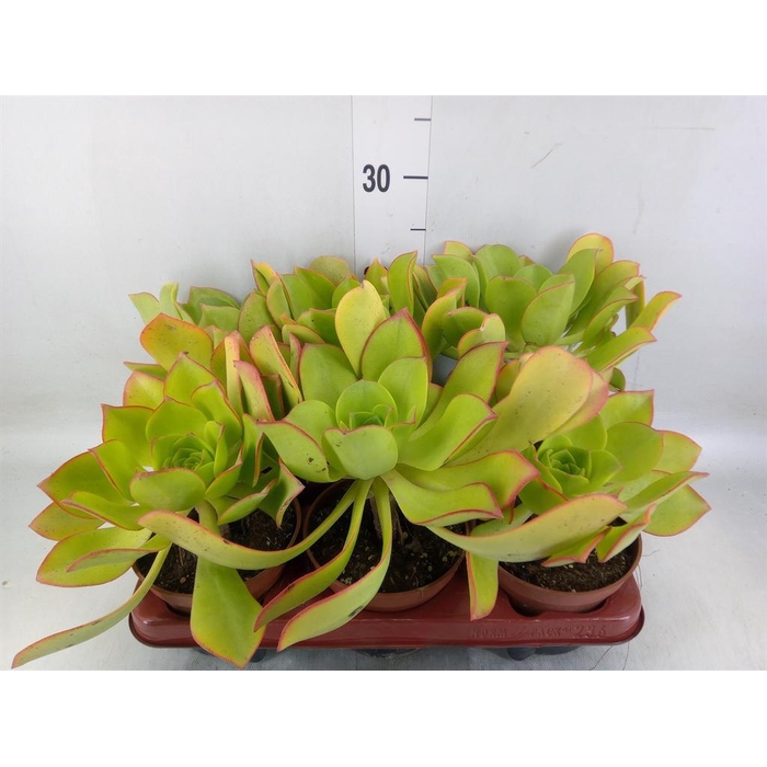 <h4>Aeonium   ...</h4>
