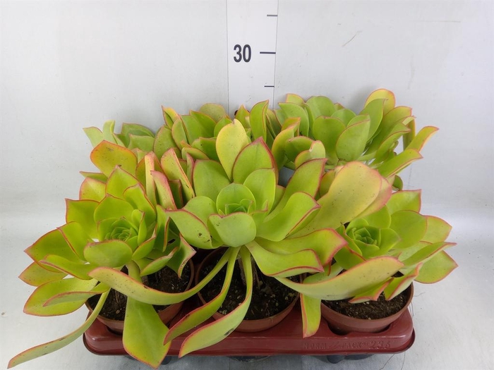 <h4>Aeonium   ...</h4>