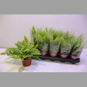 Nephr Ex Bos Bl Bell