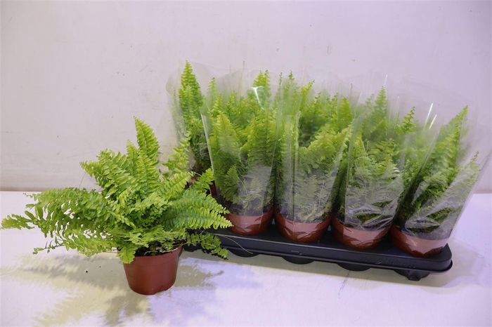 <h4>Nephr Ex Bos Bl Bell</h4>