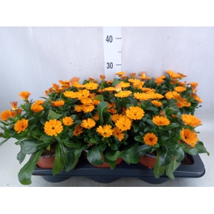 Calendula offic.