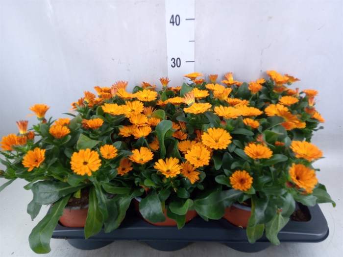 <h4>Calendula offic.</h4>