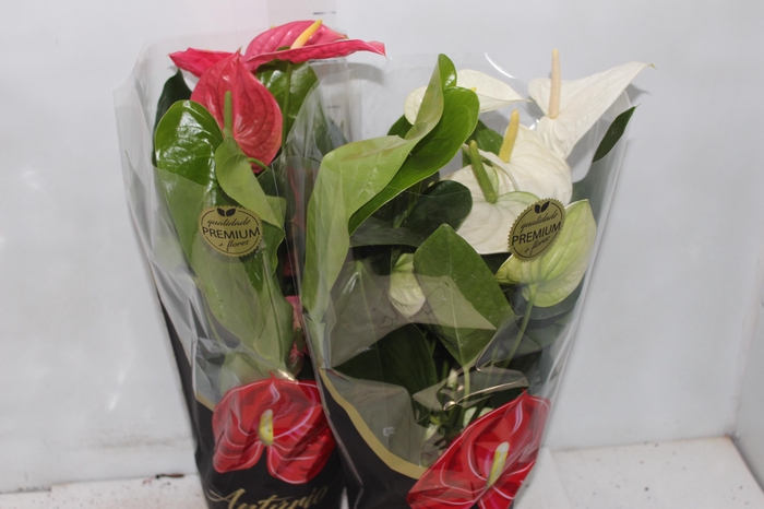 <h4>ANTHURIUM VARIADO P17 PREMIUM</h4>