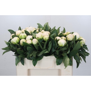 Paeonia Madame Claude Tain