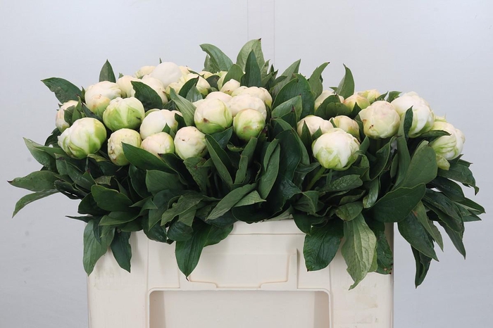 <h4>Paeonia Madame Claude Tain</h4>