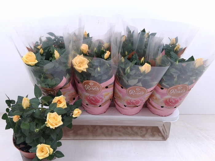 <h4>RO FAV RO YELLOW</h4>