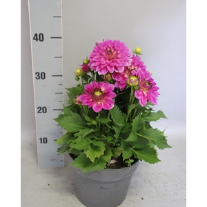 Dahlia 19 cm Rose