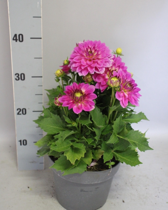 <h4>Dahlia 19 cm Rose</h4>
