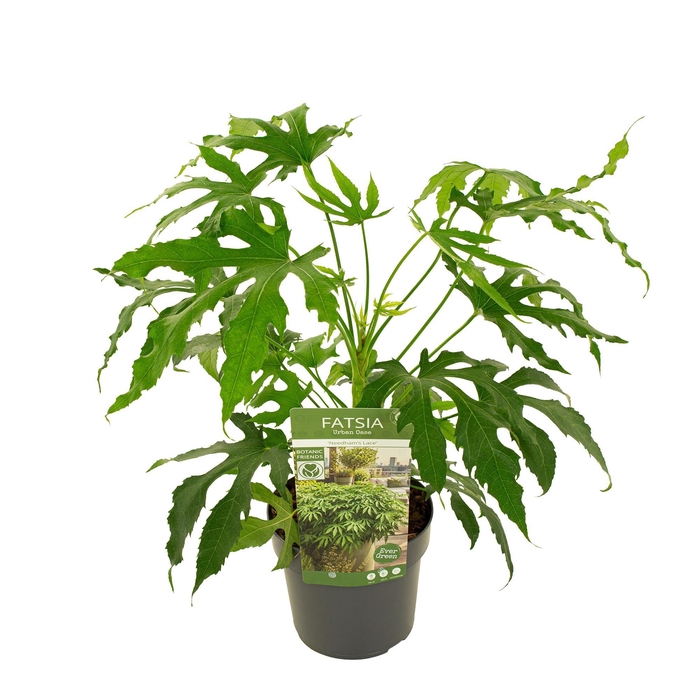 <h4>Fatsia polycarpa 'Needham's Lace'</h4>