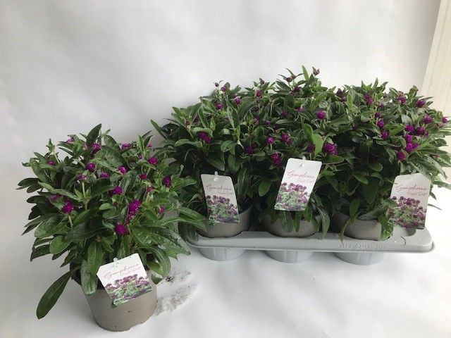 <h4>GOMPH GL PURPLE DOTS</h4>