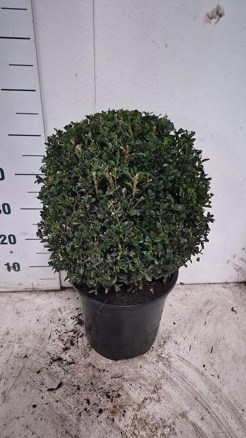 <h4>BUXU SEMPERVIRENS</h4>