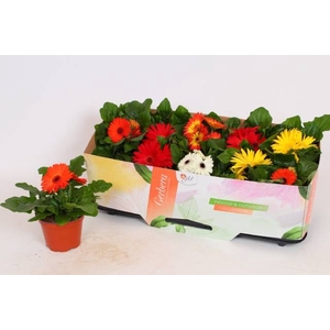 GERBERA OPEN AIR MIX P12