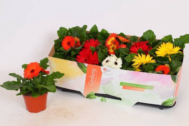 <h4>GERBERA OPEN AIR MIX P12</h4>