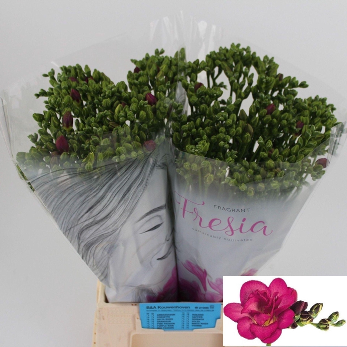 <h4>Freesia du Purple Rain</h4>