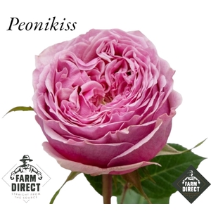 R GR PEONIKISS