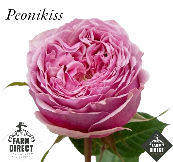 <h4>R GR PEONIKISS</h4>