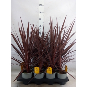Cordyline austr. 'Red Star'