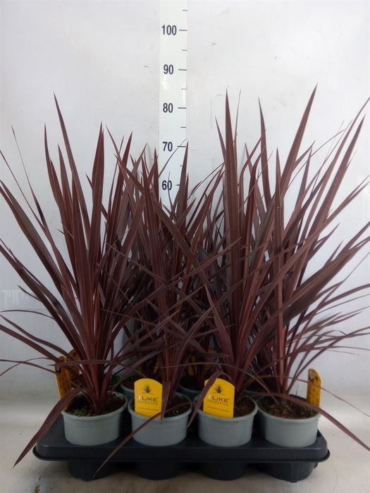 <h4>Cordyline austr. 'Red Star'</h4>