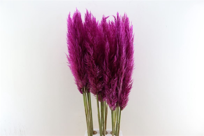 <h4>Cortaderia Opgetrokken Purple Stem</h4>