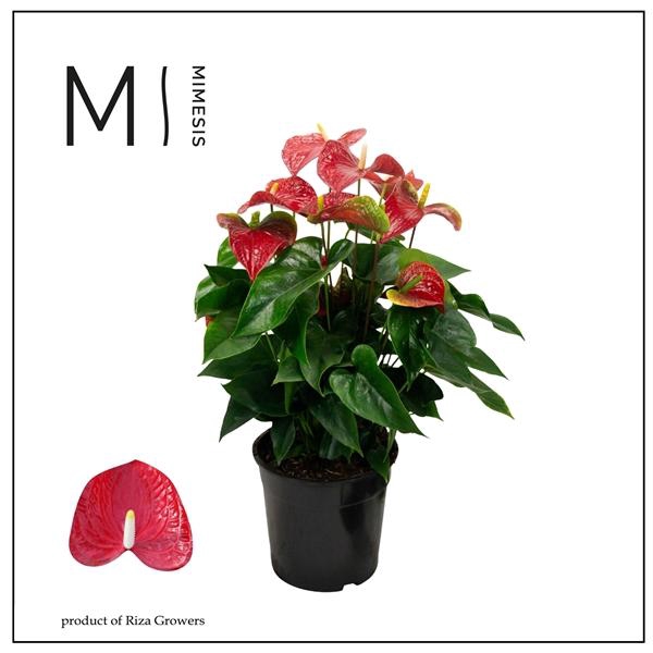 <h4>Mimesis Anthurium KARMA Red - 27 cm</h4>