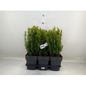 Buxus semp.   ...