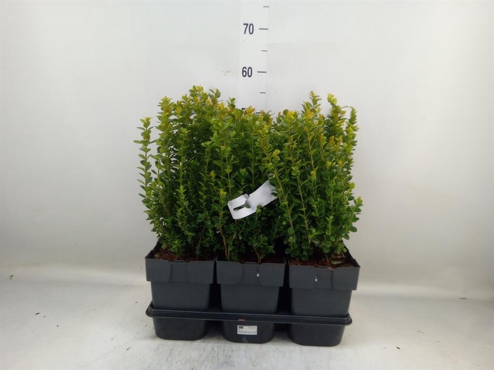 <h4>Buxus semp.   ...</h4>