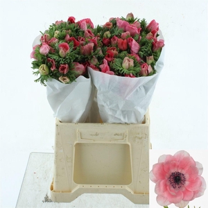 ANEM CO MIS + PINKIE