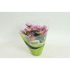 Chrys Splash Intense Pink
