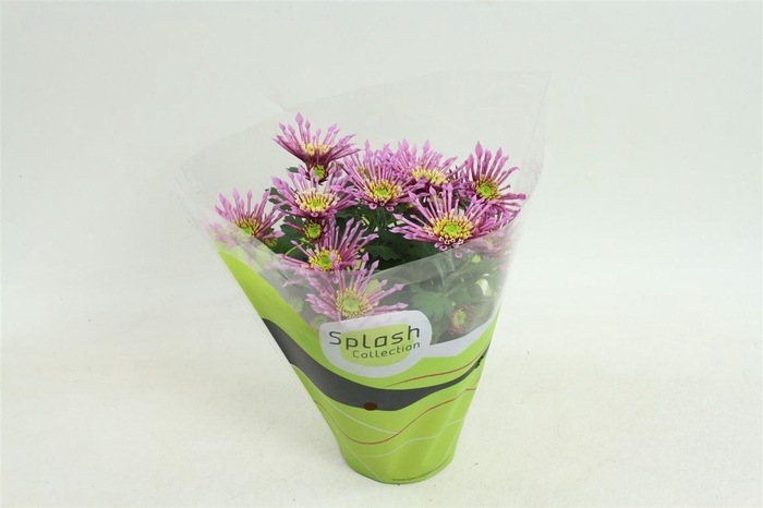 Chrys Splash Intense Pink