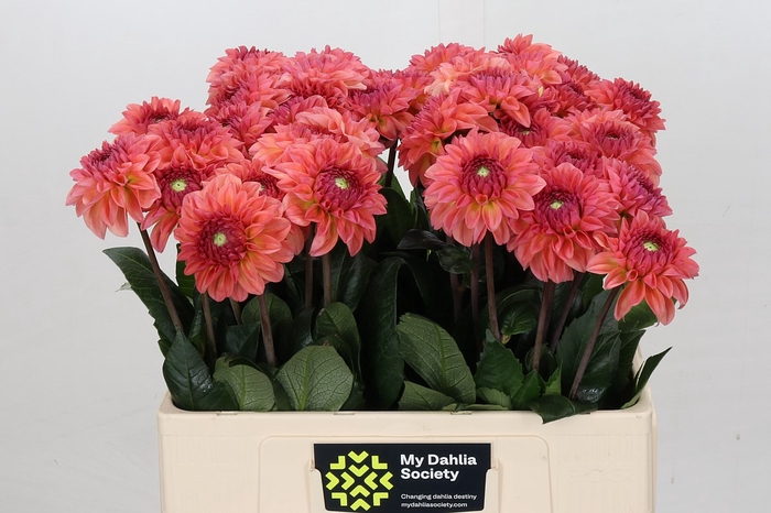 <h4>Dahlia Chanel</h4>