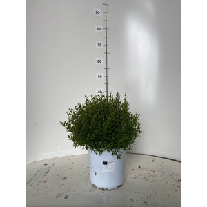 MYRTUS COMMUNIS