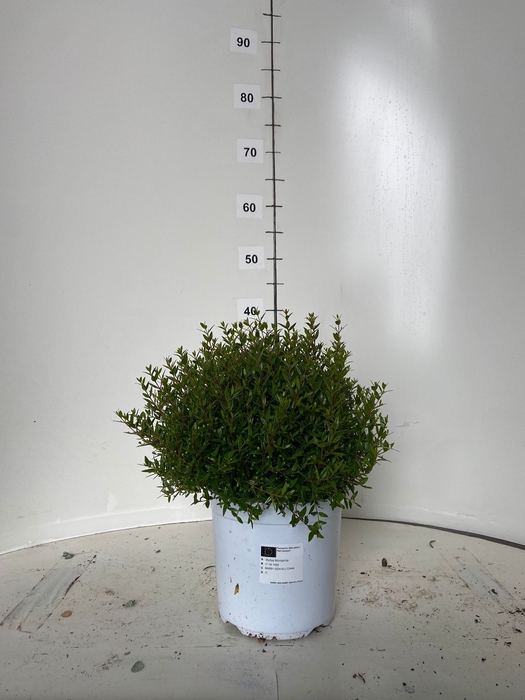<h4>MYRTUS COMMUNIS</h4>