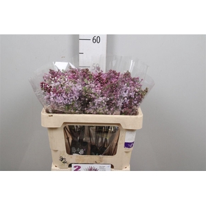 Syr V Hugo Koster 4 Kop