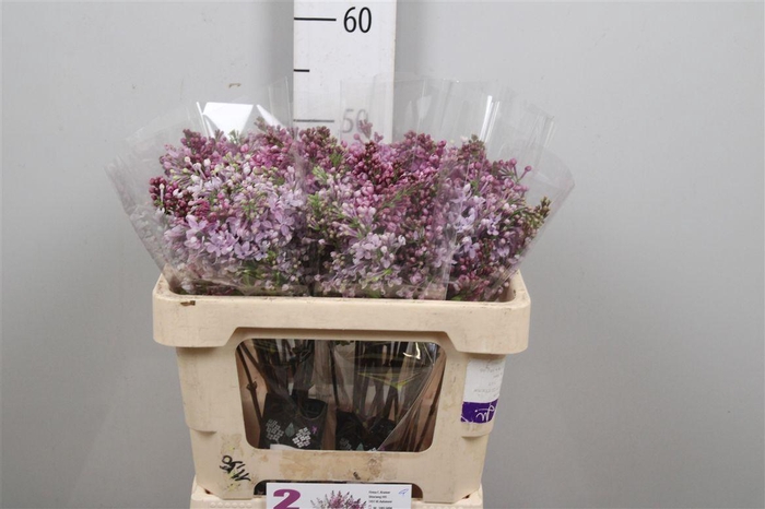 <h4>Syr V Hugo Koster 4 Kop</h4>