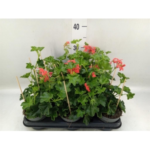 Pelargonium pelt. 'Balkon Rood'