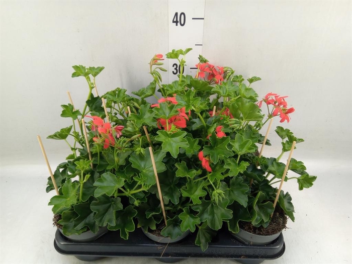 <h4>Pelargonium pelt. 'Balkon Rood'</h4>