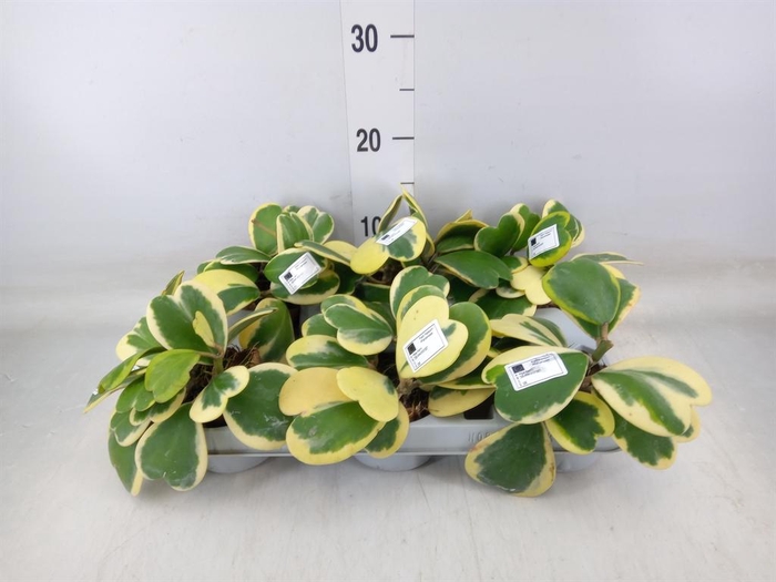 <h4>Hoya kerrii</h4>